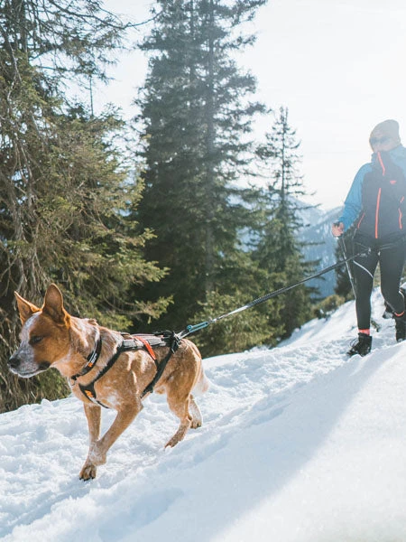 Laisse Pour Chien Sportif - Touring Bungee - Non-Stop Dogwear – Image 4