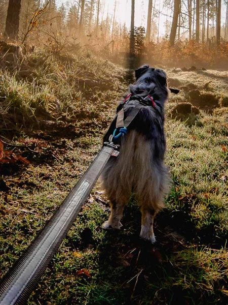 Laisse Pour Chien Sportif - Touring Bungee - Non-Stop Dogwear – Image 2