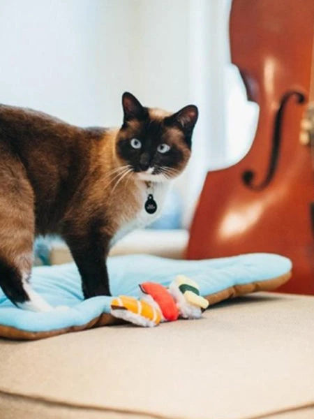 Jouet Pour Chat - Herbe à Chat Biologique - Pet PLAY – Image 4