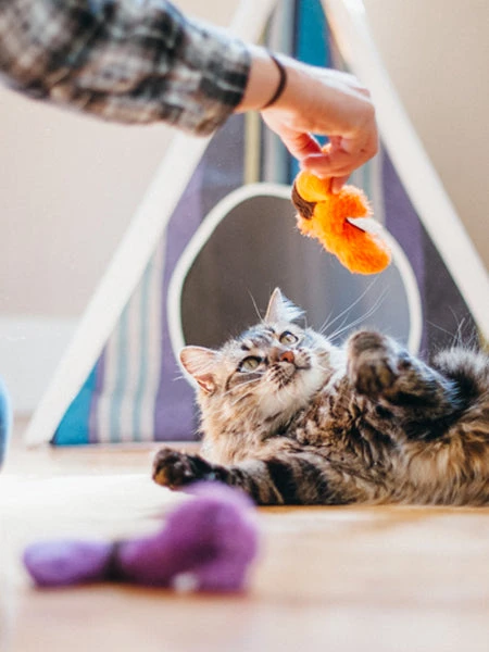 Jouet Pour Chat - Herbe Ă Chat Biologique - Vers De Terre - Pet PLAY â Image 3