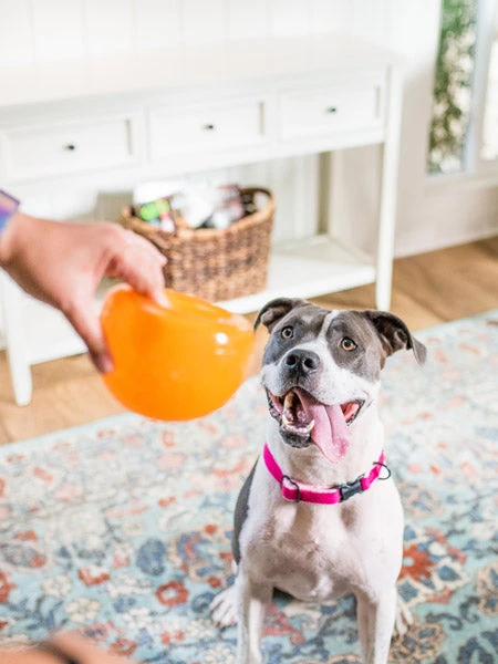 Snoop Orbee-Tuff Pour Chien - Jouet Interactif Distributeur De Friandises – Image 5