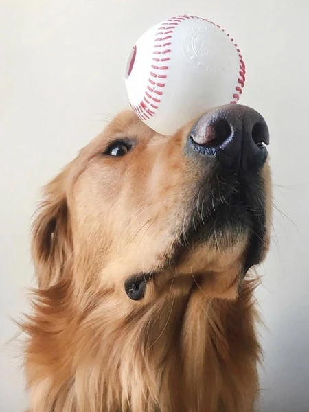 Balle De Baseball Orbee Tuff Pour Chien - Eco-friendly Et Durable – Image 2