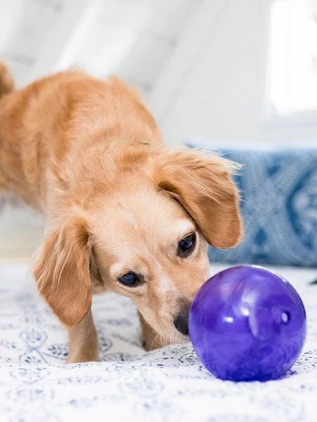 Lil Snoop Orbee-Tuff Pour Chiot - Jouet Interactif Distributeur De Friandises â Image 2