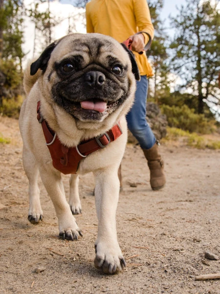 Harnais Ruffwear - Front Range - Rouge Brique â Image 2