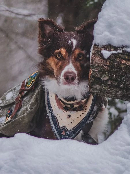 Bandana En Coton - Appalachian Mountains - The Landmark Project â Image 2