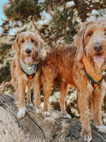 Bandana En Coton - Northwest Wildlife - The Landmark Project – Image 2