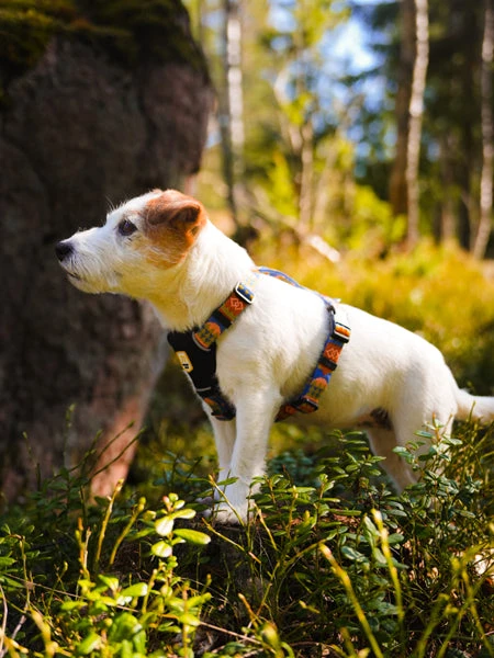 Harnais Original Pour Chien Motif Nightless Night - Woolly Wolf â Image 4