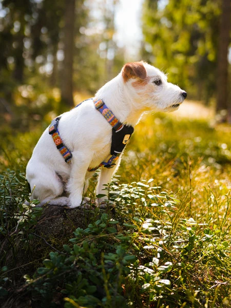 Harnais Original Pour Chien Motif Nightless Night - Woolly Wolf â Image 2