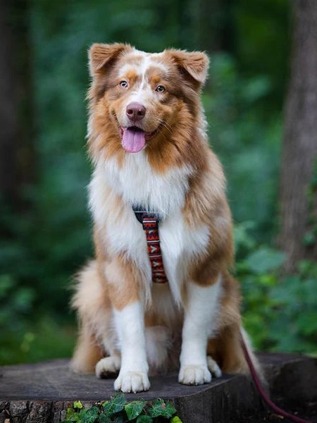 Harnais Original Pour Chien Motif Polar Night - Woolly Wolf – Image 2