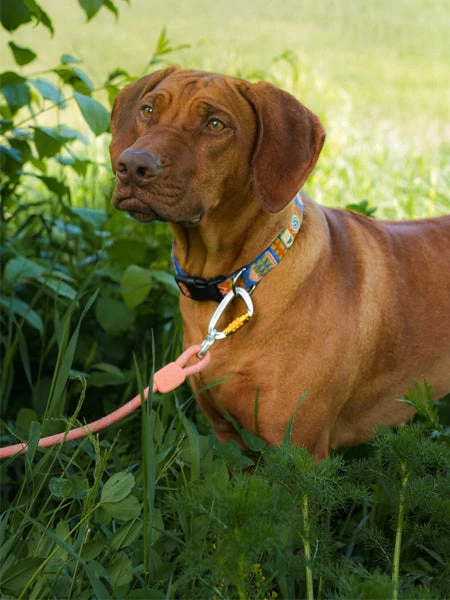 Laisse En Corde Recyclée Pour Chien - Salmon Pink - Woolly Wolf – Image 2