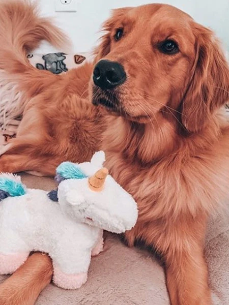 Peluche Originale Pour Chien - Charlotte La Licorne - Zippy Paws – Image 7