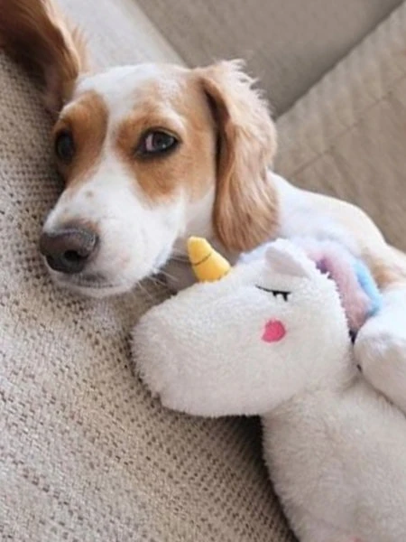 Peluche Originale Pour Chien - Charlotte La Licorne - Zippy Paws – Image 4